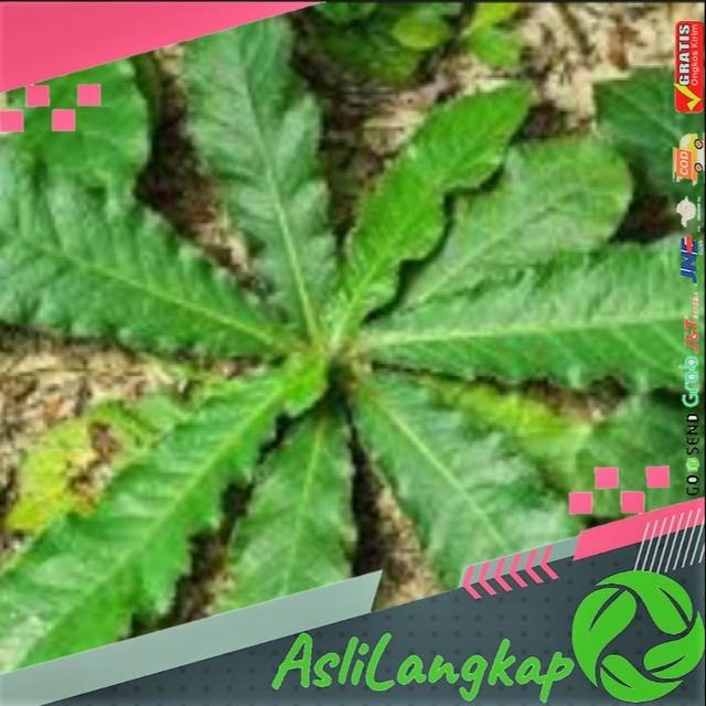 

(25 lembar) Daun Tapak Liman segar (elephantopus scaber)