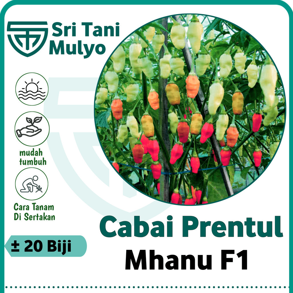 20 Biji - Benih Cabai Rawit PRENTUL MHANU F1 - Benih Cabe Cempluk Pedas Cabe Unik
