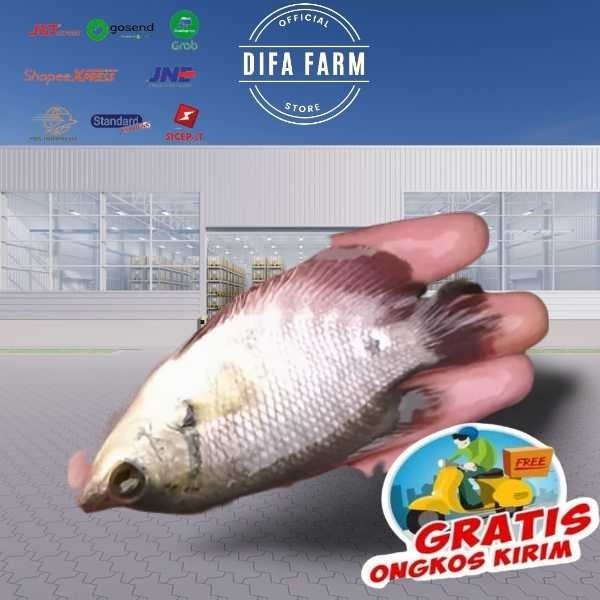 

Ikan Gurame Item Konsumsi Hidup Segar 500 Gram