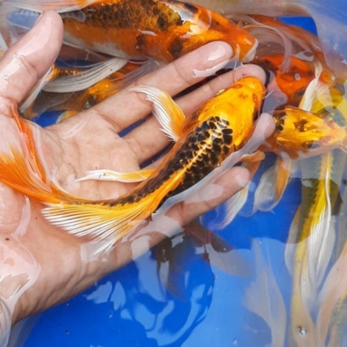 BIOTA ikan koi kumpay slayer / Bibit koi berkualitas