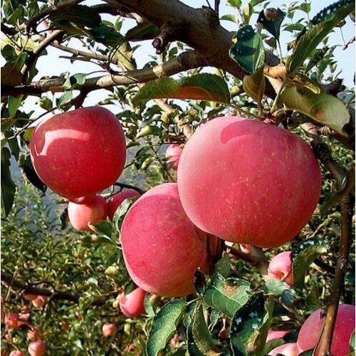Bibit Apel Fuji Cangkok Cepat Berbuah