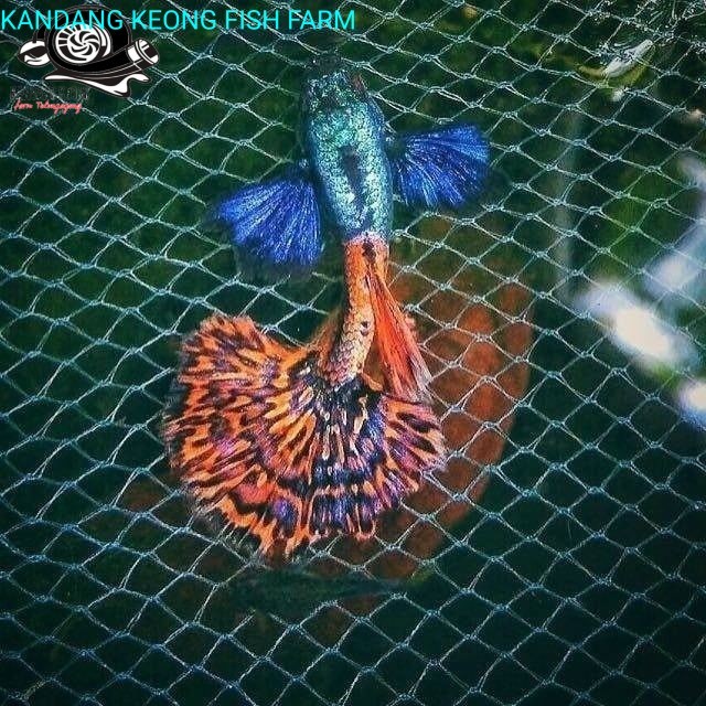 Guppy prembe ikan gupi hiasan aquarium gopi prembe big ear berkualitas