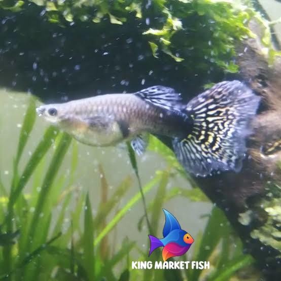 Kebutuhan aquarium Guppy PAKET  BETINA snake COBRA 10ekor kingmarketfish