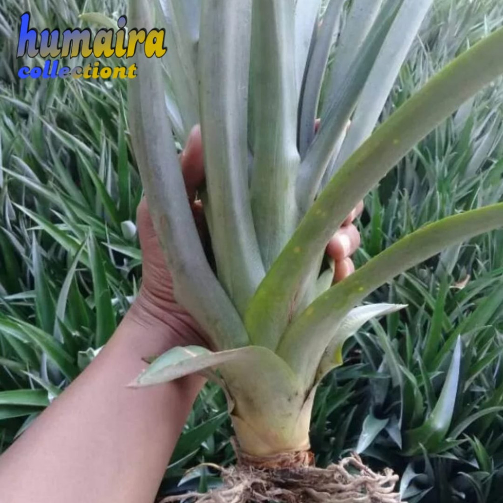 bibit nanas madu jumbo ( daun tanpa duri ) nanas madu nanas lokal COD