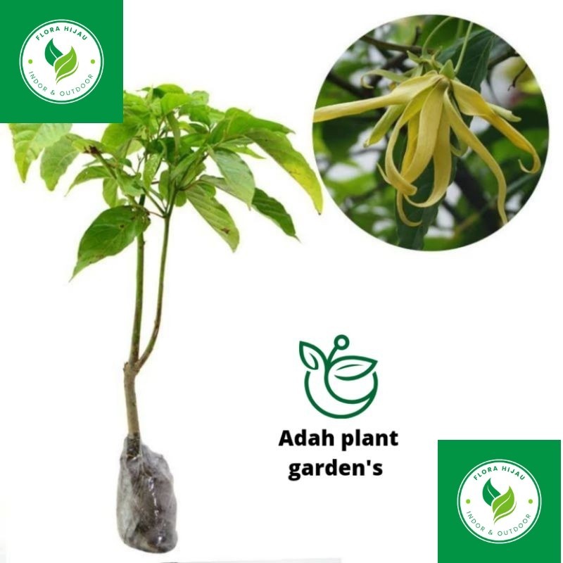 ~ ( BISA COD ) Tanaman Hias Bunga Kenanga Pohon Kenanga / Tanaman Hidup Bunga Kenanga Bunga Hias Bun