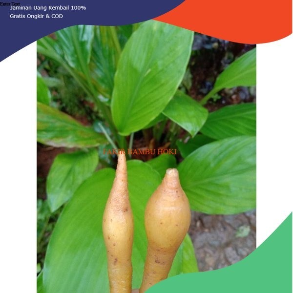 

BIBIT TEMU KUNCI 1 BATANG BERDAUN DAN BERAKAR SEHAT Arya cs