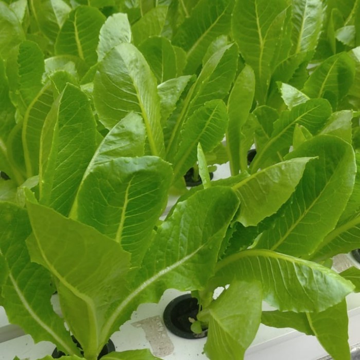 

SAYUR LETTUCE GREEN ROMAINE / SELADA ROMAINE HIDROPONIK