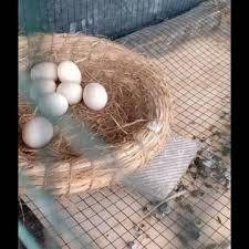 JUAL TARANGAN SARANG SUSUH ANYAMAN SERAT JERAMI PADI DAMI UKURAN SEDANG TEMPAT AYAM BURUNG MENGERAM