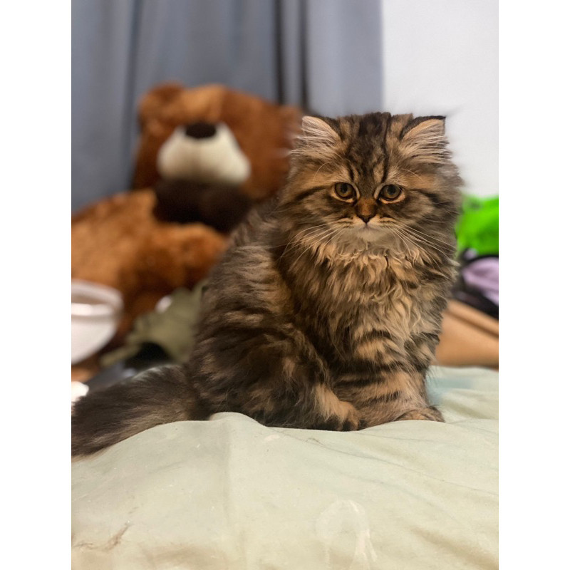 Kucing Persia Kitten Jantan Betina