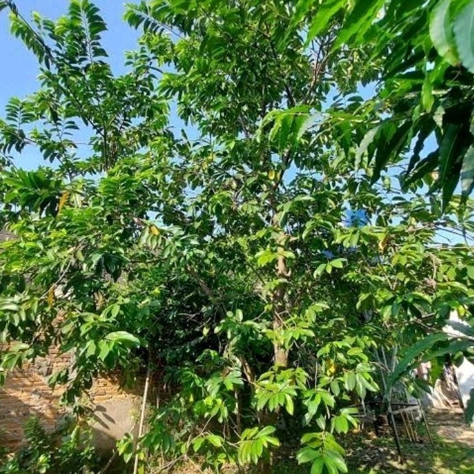 

Daun Sirsak Herbal Segar Hijau Non Kimia 100Lembar Langsung di petik