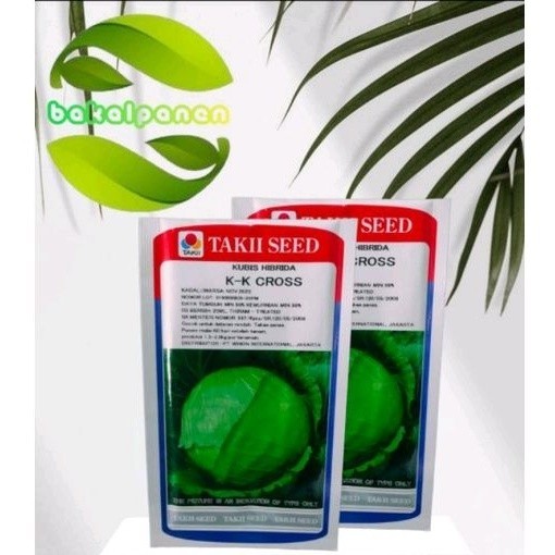 benih bibit kubis hibrida KK CROSS TAKII SEED