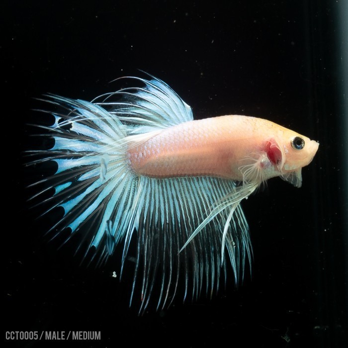 Betta White Platinum Crowntail Serit / Cupang Serit