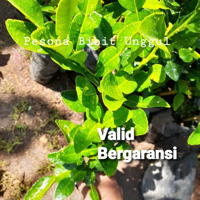 Tanaman Pohon Jeruk Purut Asli / Daun Jeruk Purut