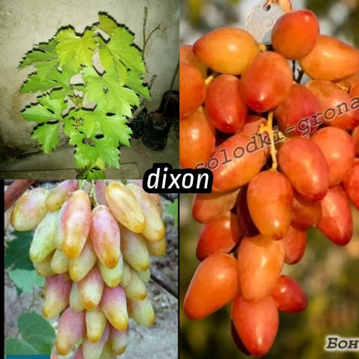 bibit anggur dixon berbunga import