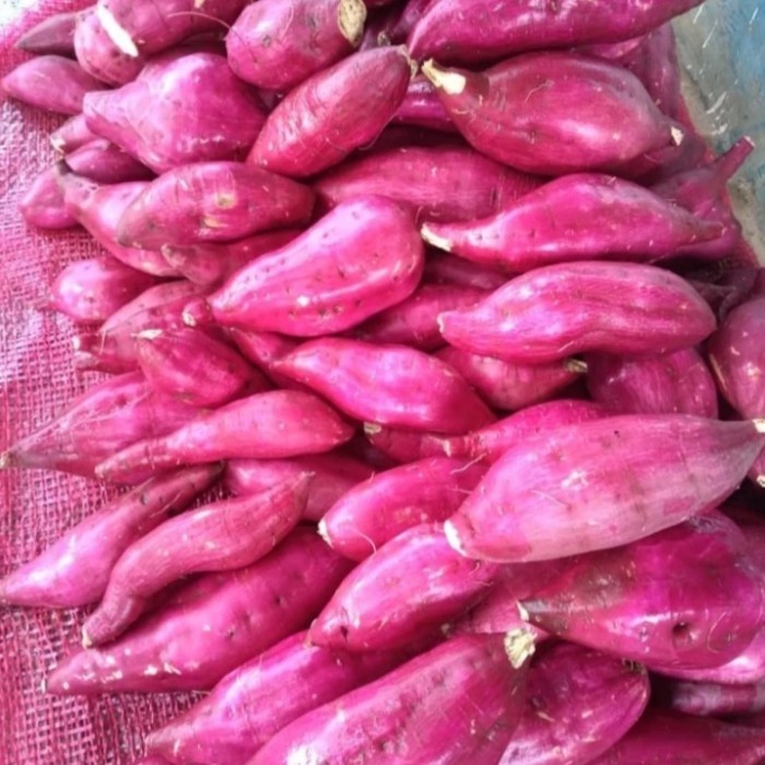 

ubi jepang baby harga per 500gram