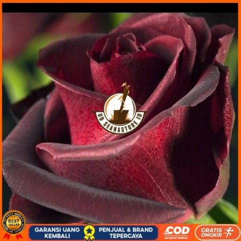 TANAMAN HIAS BUNGA MAWAR HITAM ASLI/ BLACKROSE SUDAH BERBUNGA Bibit Tanaman Super Unggul UD SEANASTO