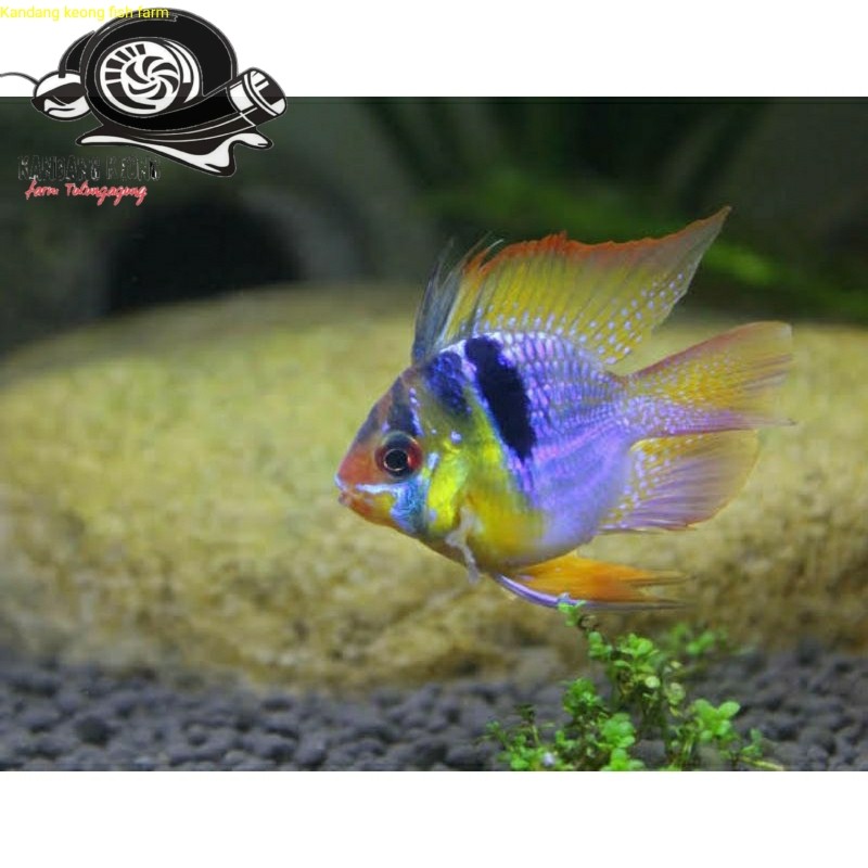 ikan hias ramirezi fish german aquascape / tetra ramirezi jerman  fish Kebutuhan aquarium