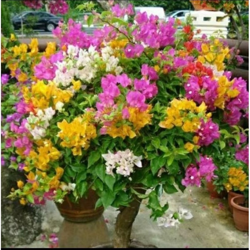 Proromo Termurah Tanaman Hias Bougenville 3 Warna Tanaman Hias Bougenville 3 Warna Bunga Kertas