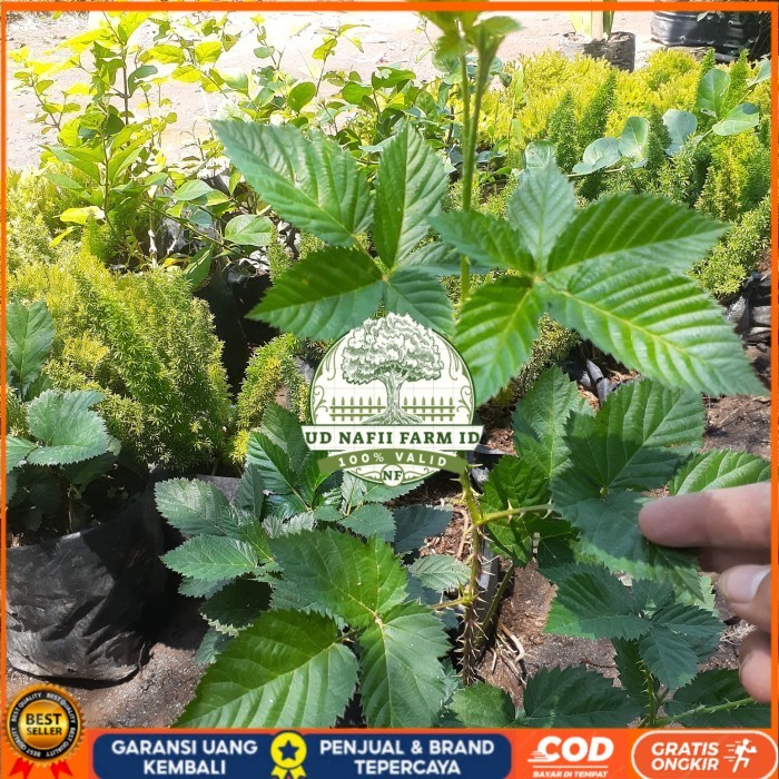 Bibit Tanaman Buah Blackberry Import Bibit Tanaman Super Unggul UD NAFII FARM ID