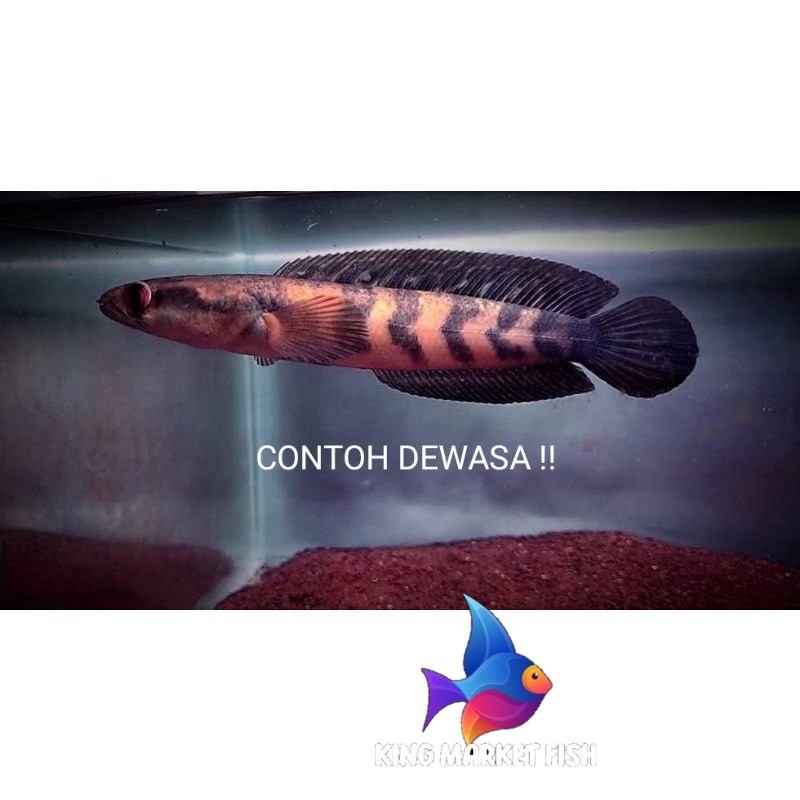 Pemanis aquarium [PROMO] RED BARITO 5-7CM SORTIR KETAT GARANSI TERMURAH  progres