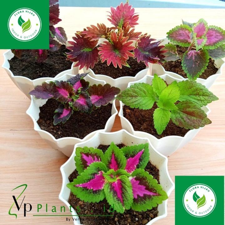 ~ PROMO TERMURAH  PAKET 3 TANAMAN HIAS MIANA PREMIUM RANDOM, Tanaman Hias Miana Cantik, Tanaman Jawe