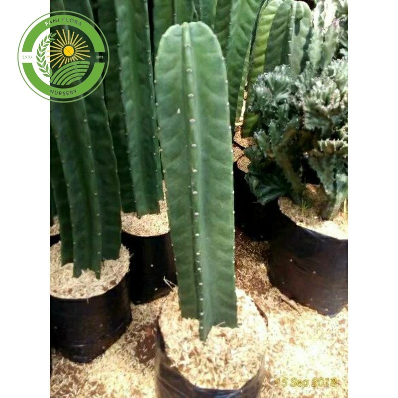 tanaman hias kaktus koboi/kaktus belimbing/kaktus koboi