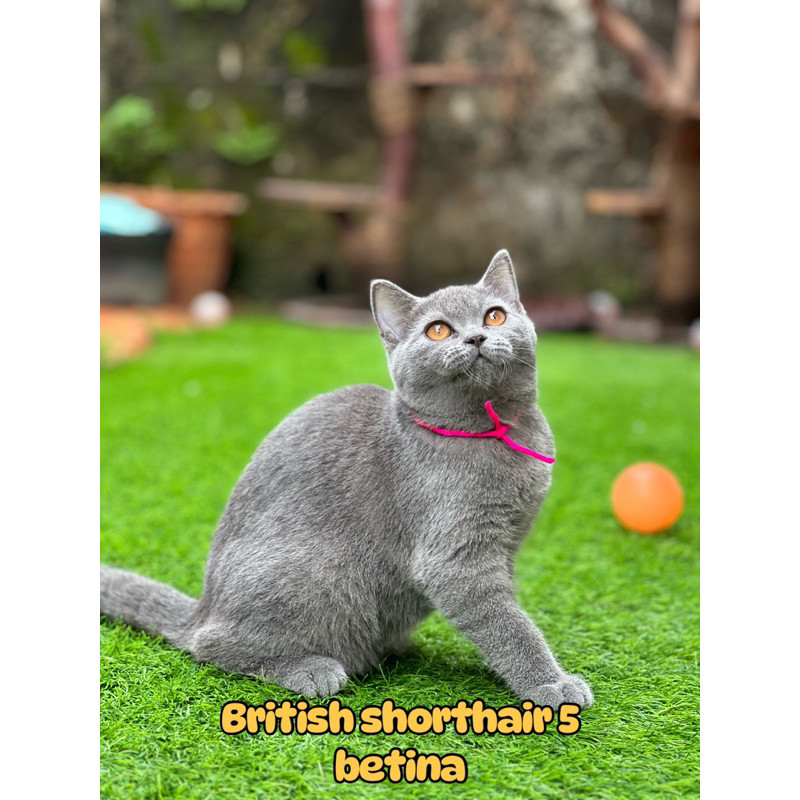 Kucing kitten Persia longhair Himalaya ragdoll mainecoom british shorthair bengal sphinx peaknose