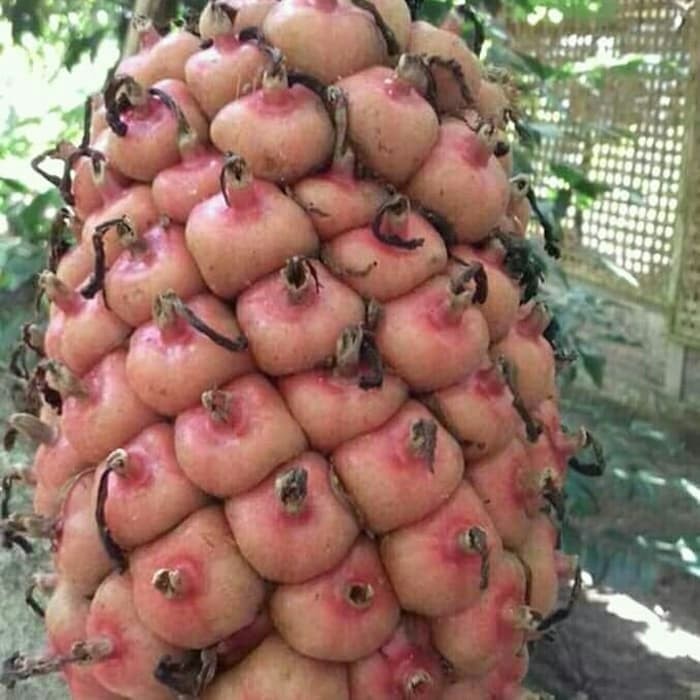 

Hafika ready stok buah honje segar 1kg ⠀⠀⠀⠀⠀⠀⠀⠀⠀