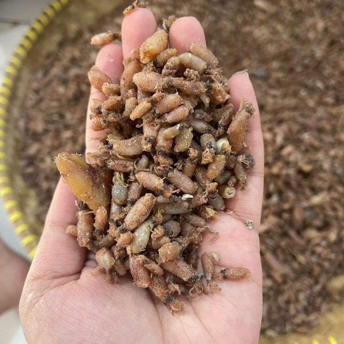 

baby cumi grade a 500gram