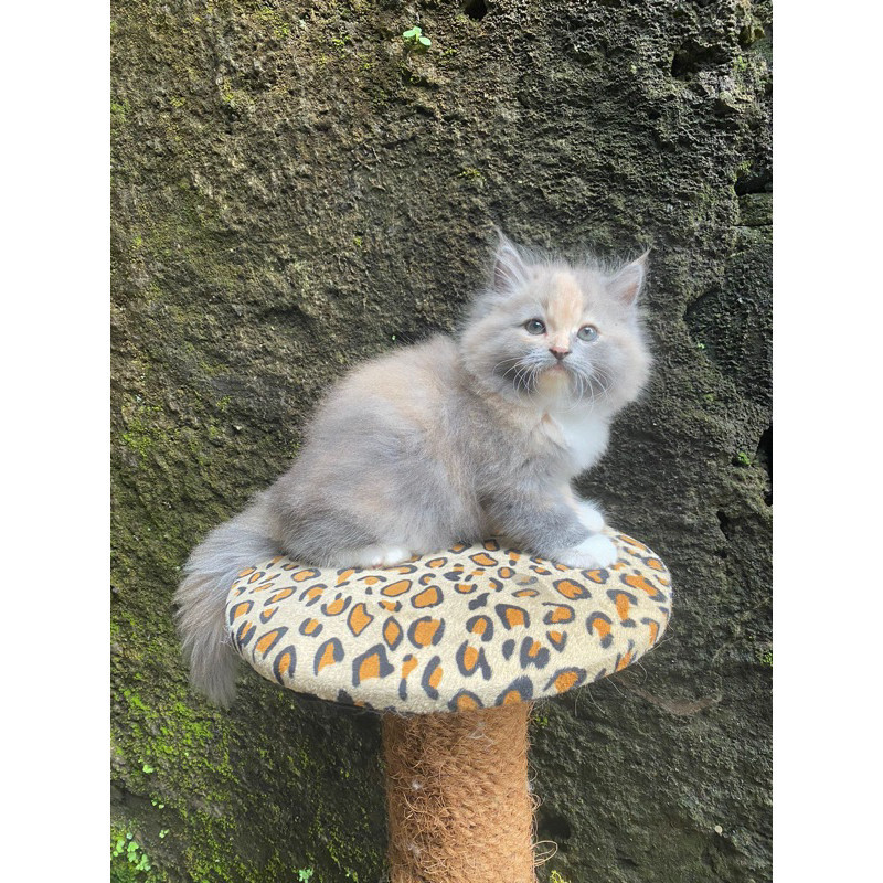 Promo diskon 65% kucing persia calico dilute