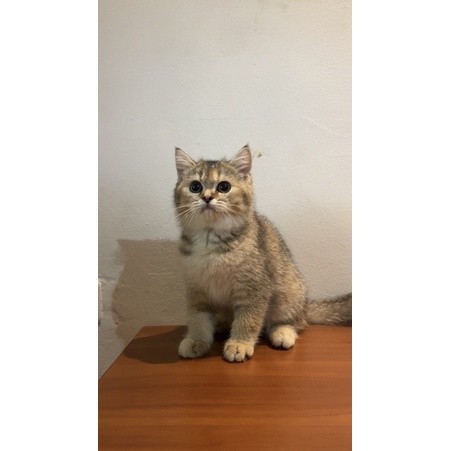 KUCING KITTEN BSH GOLDEN PURE || BRITISH SHORT HAIR GOLDEN
