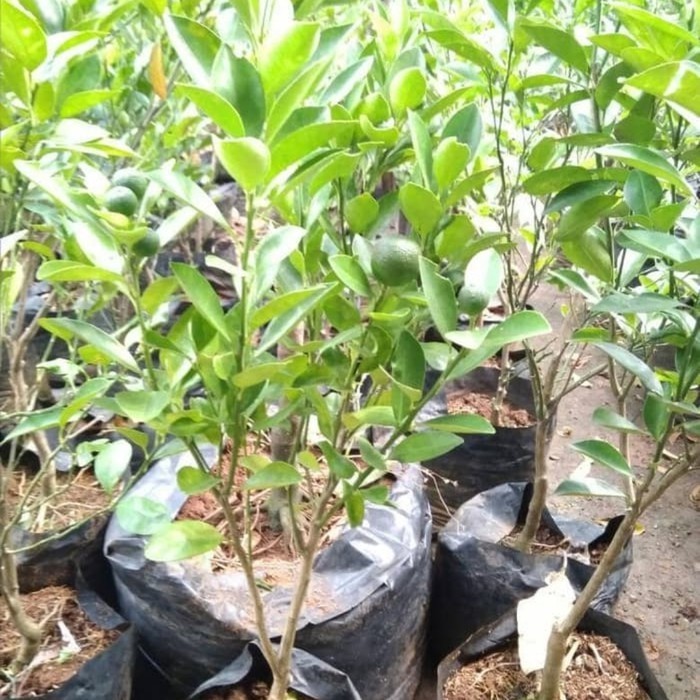 Bibit Jeruk Lemon Cui Berbuah