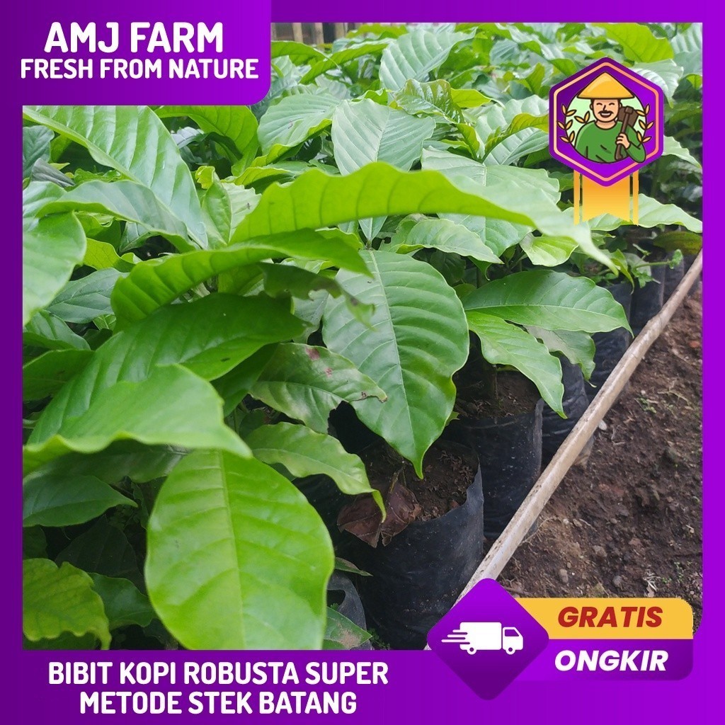 Bibit Kopi Robusta Unggul BP 308  Metode Stek Akar Banyak Tanam Polyback