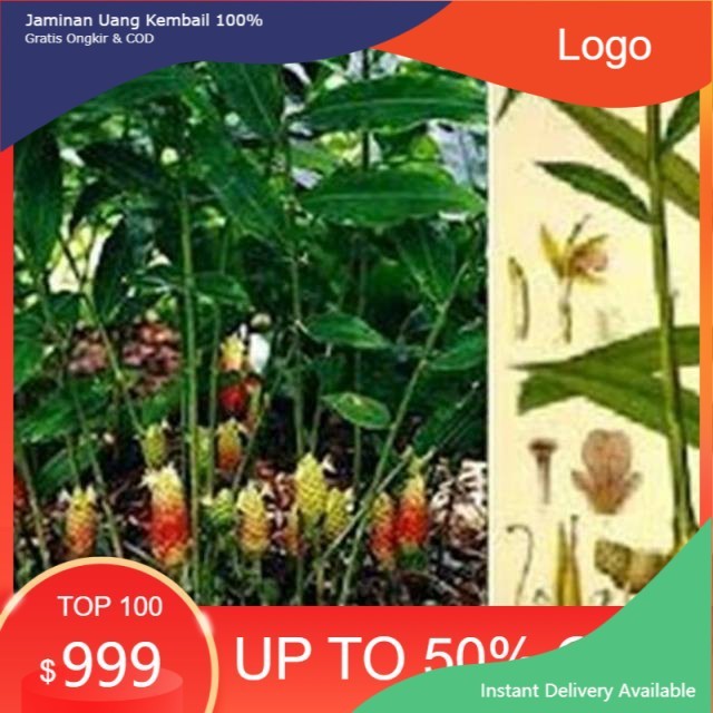 Bibit tanaman lempuyang herbal lempuyang