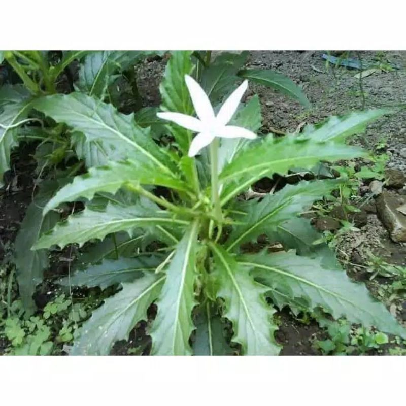 

Bibit Tanaman Kitolod Obat Mata | Rabun | Minus Jamu Herbal