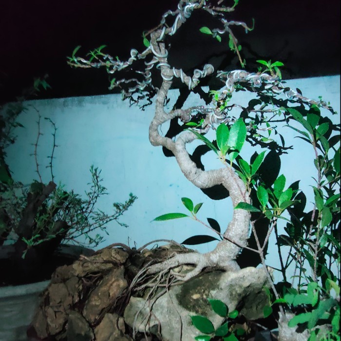 Tanaman Bonsai Kimeng On The Rock Gratis Pot 35cm dan Peking Kayu Free