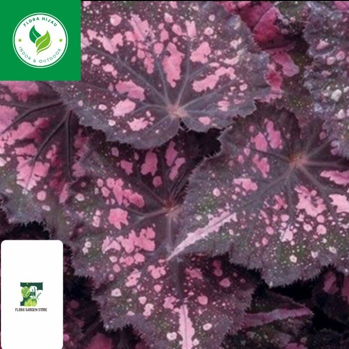 ~ Tanaman hias Begonia Rex Satin - Begonia Rex ungu - Begonia hias