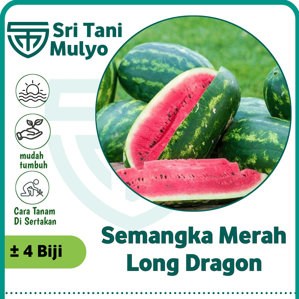 4 Biji - Benih Semangka Merah LONG DRAGON Semangka Besar Panjang - Bibit Buah Buahan Benih Seribuan