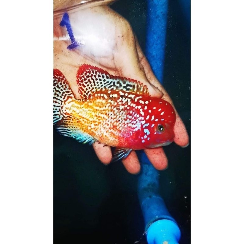 BIOTA Burayak Louhan Kamfa F1 Vieja Syn