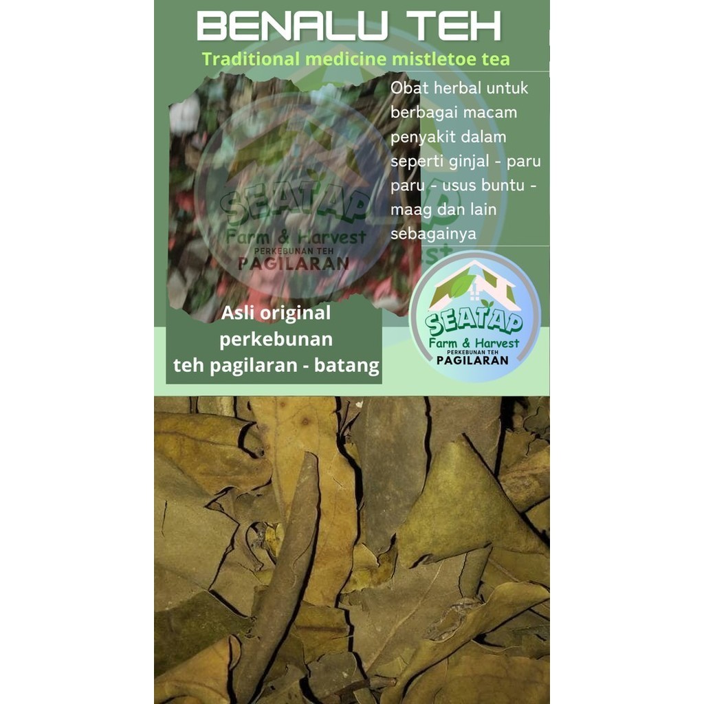 

TEH BENALU KERING 50 GRAM 50GRAM. 100% daun tanpa batang.