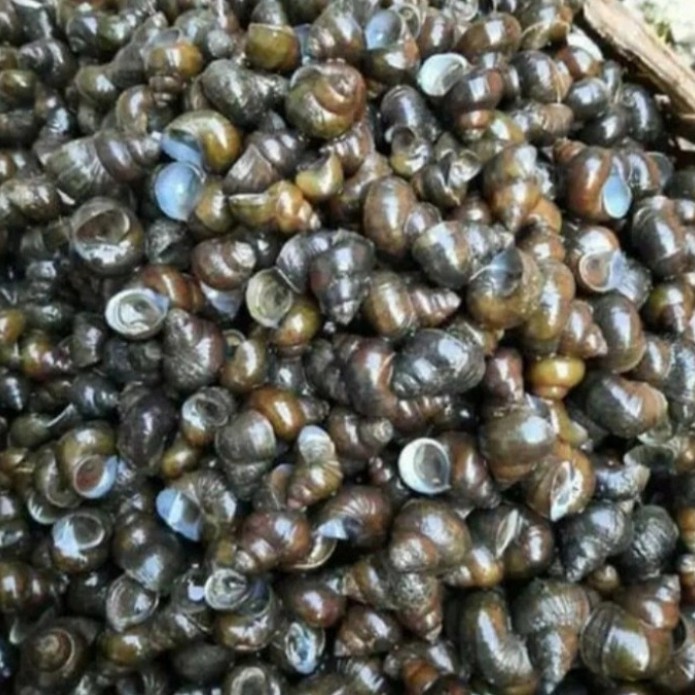

jual keong sawah/ tutut sawah pres segar, per 500g