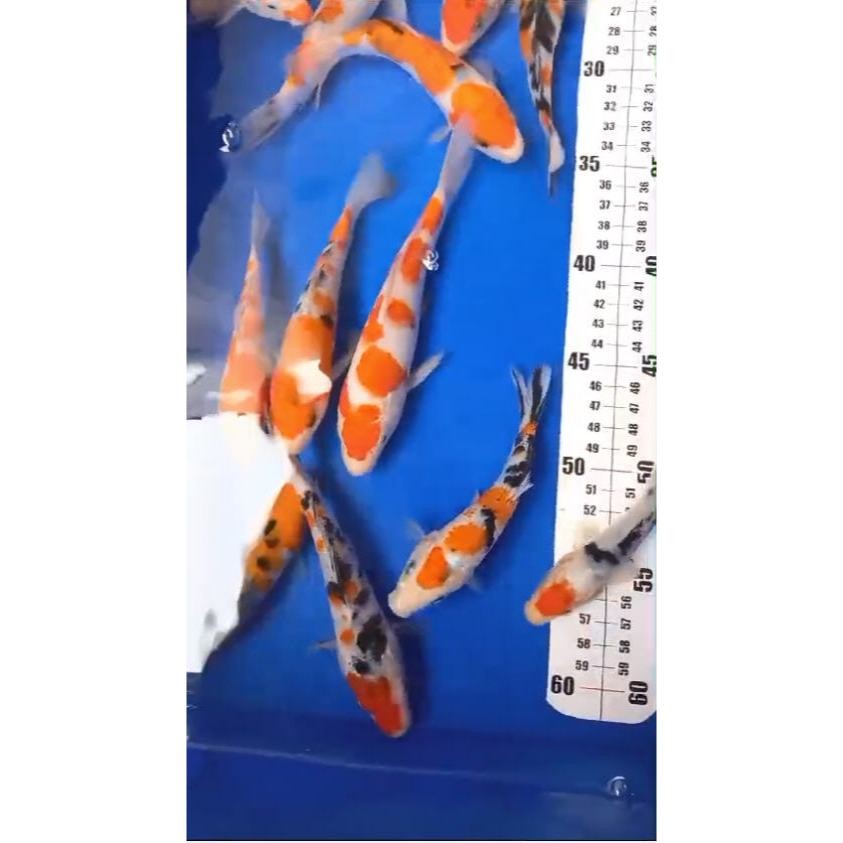 redy Koi Tancho Sanke Kohaku Showa 15-20 Cm Mix Istimewa