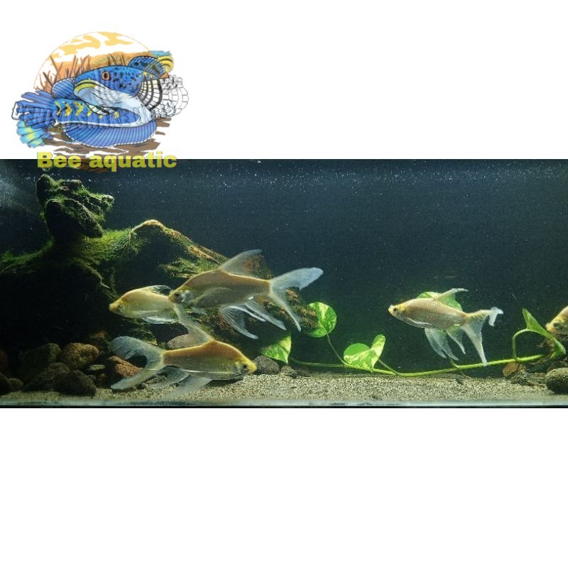 PROMO tankmate aquarium Kaviat Slayer 7-9 cm | Kaviat