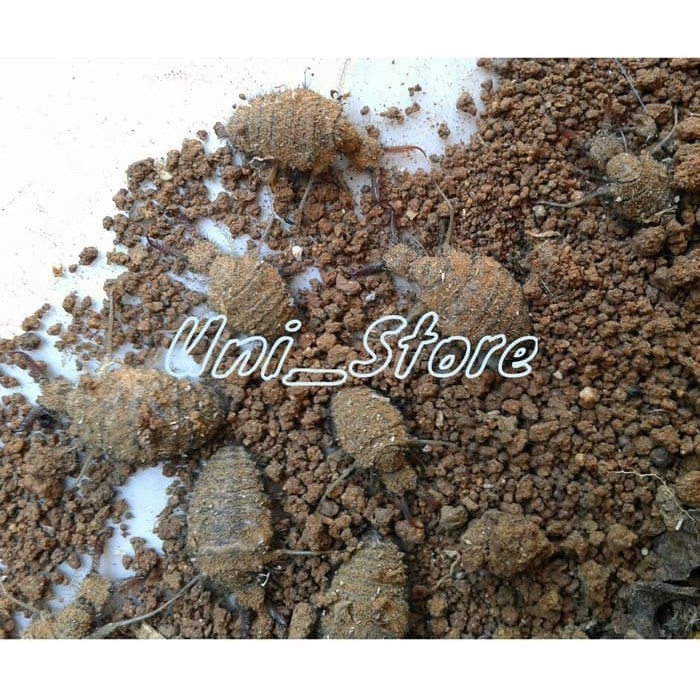 

HafikaShop Herbal Undur undur (masih hidup)