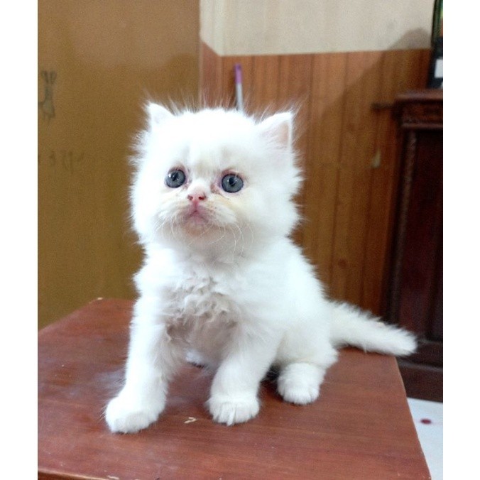 KUCING KITTEN PERSIA FLATNOSE LONGHAIR