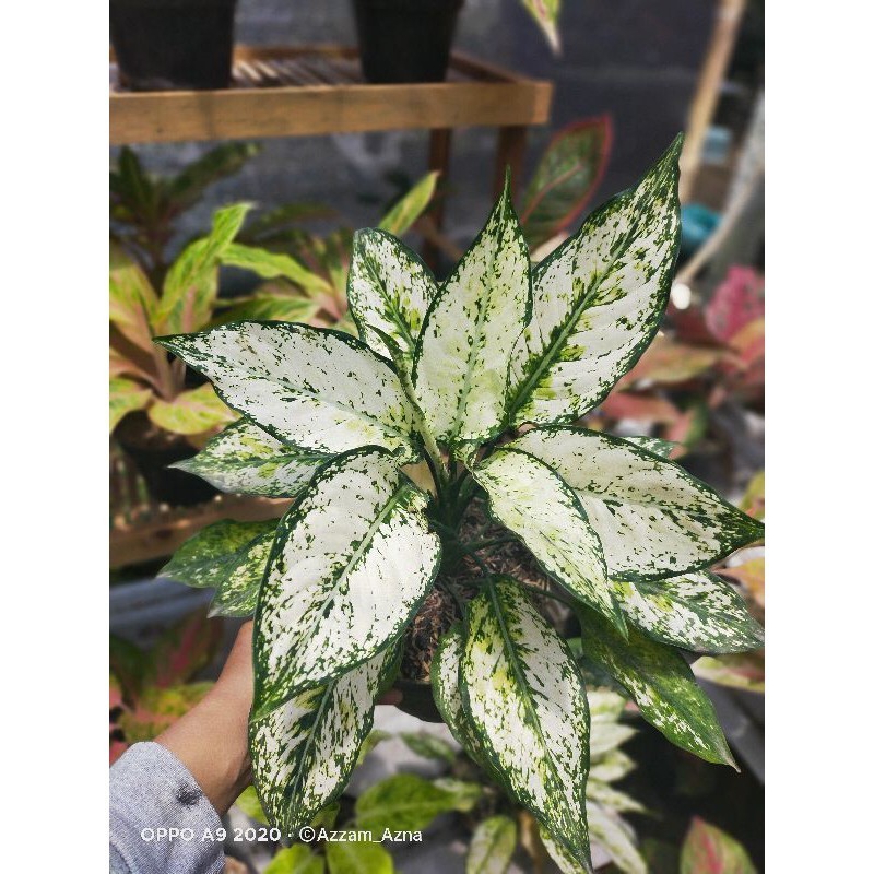 aglonema siam paragon