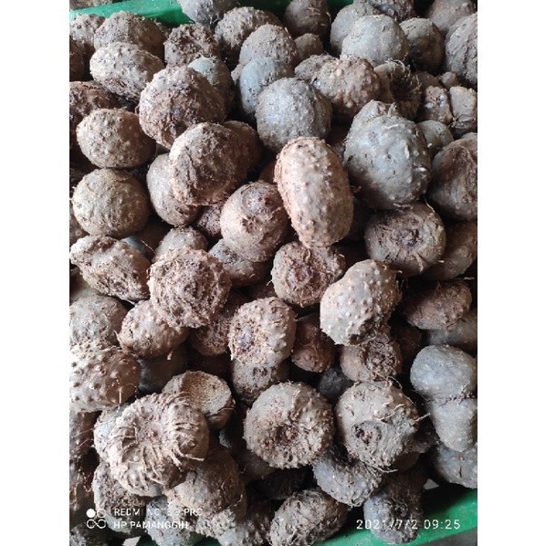 

BIBIT PORANG UMBI MINI | HEMAT | ISI BANYAK