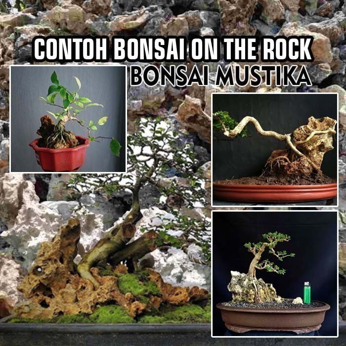 Bonsai Serut On The Rock 10 kg Random Terbaik Gratis Pot Batu Gunung