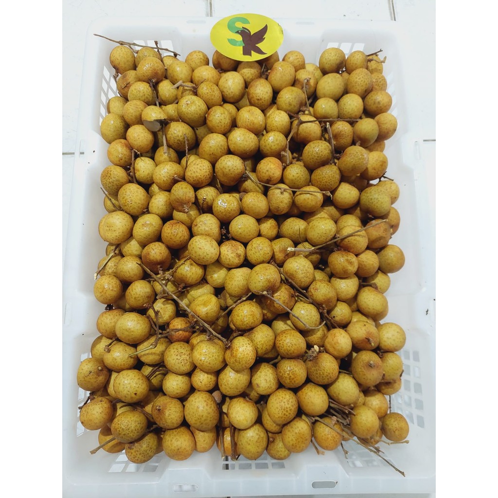 

Buah Lengkeng Emas SK 10 Kg