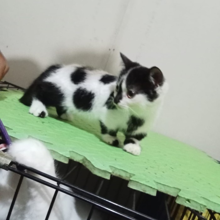 kucing munchkin kaki pendek cebol